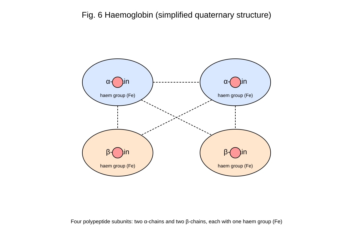 Diagram for Q17 (ALEVEL Biology H1)