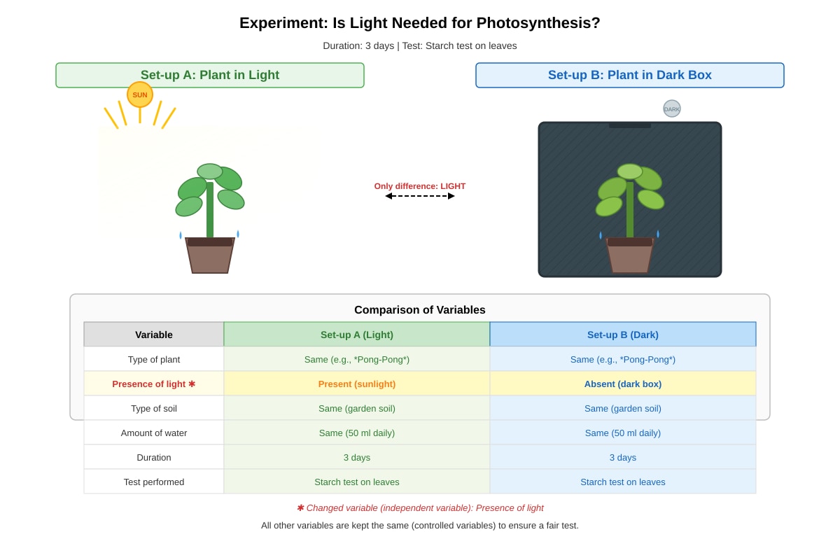 Experimental Setup for Q25 (P6 Science)