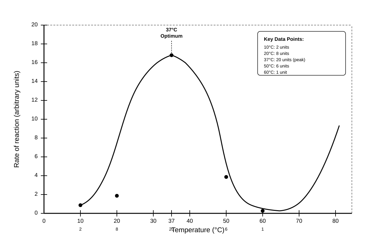 Graph for Q12 (ALEVEL Biology H1)