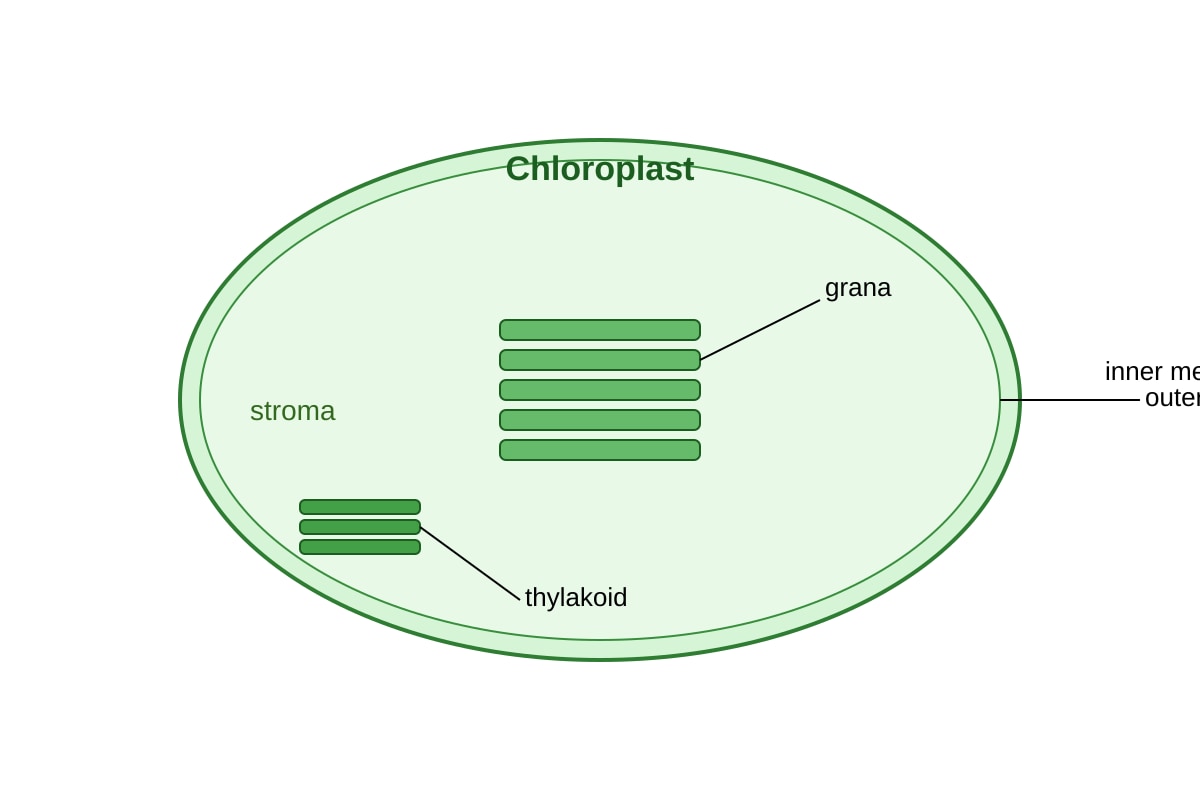 Diagram for Q19 (OLEVEL Biology)