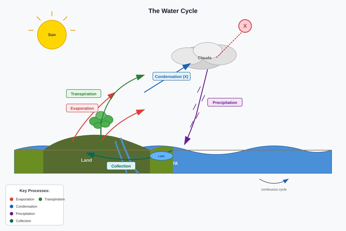 Diagram for Q13 (P5 Science)