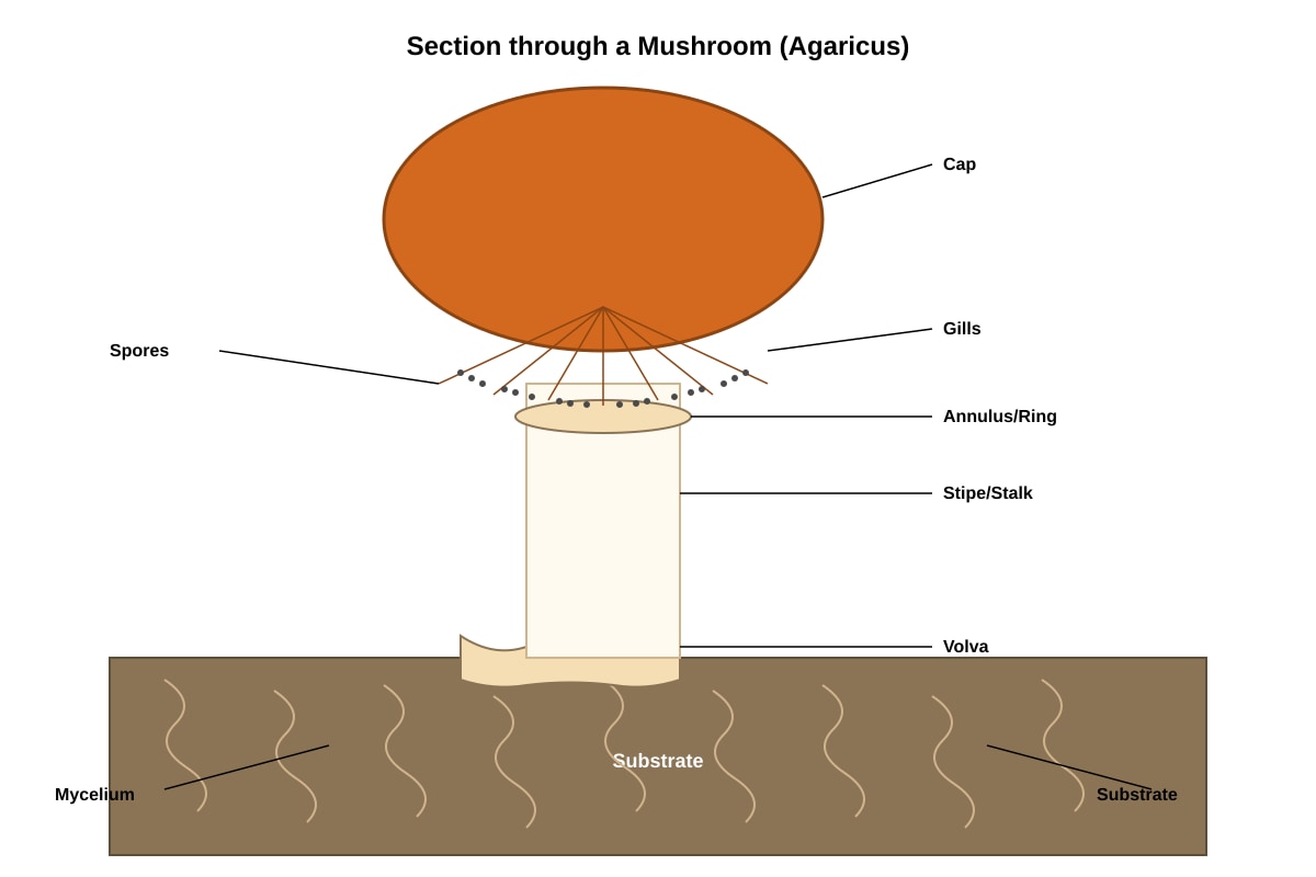 Diagram for Q31 (P6 Science)