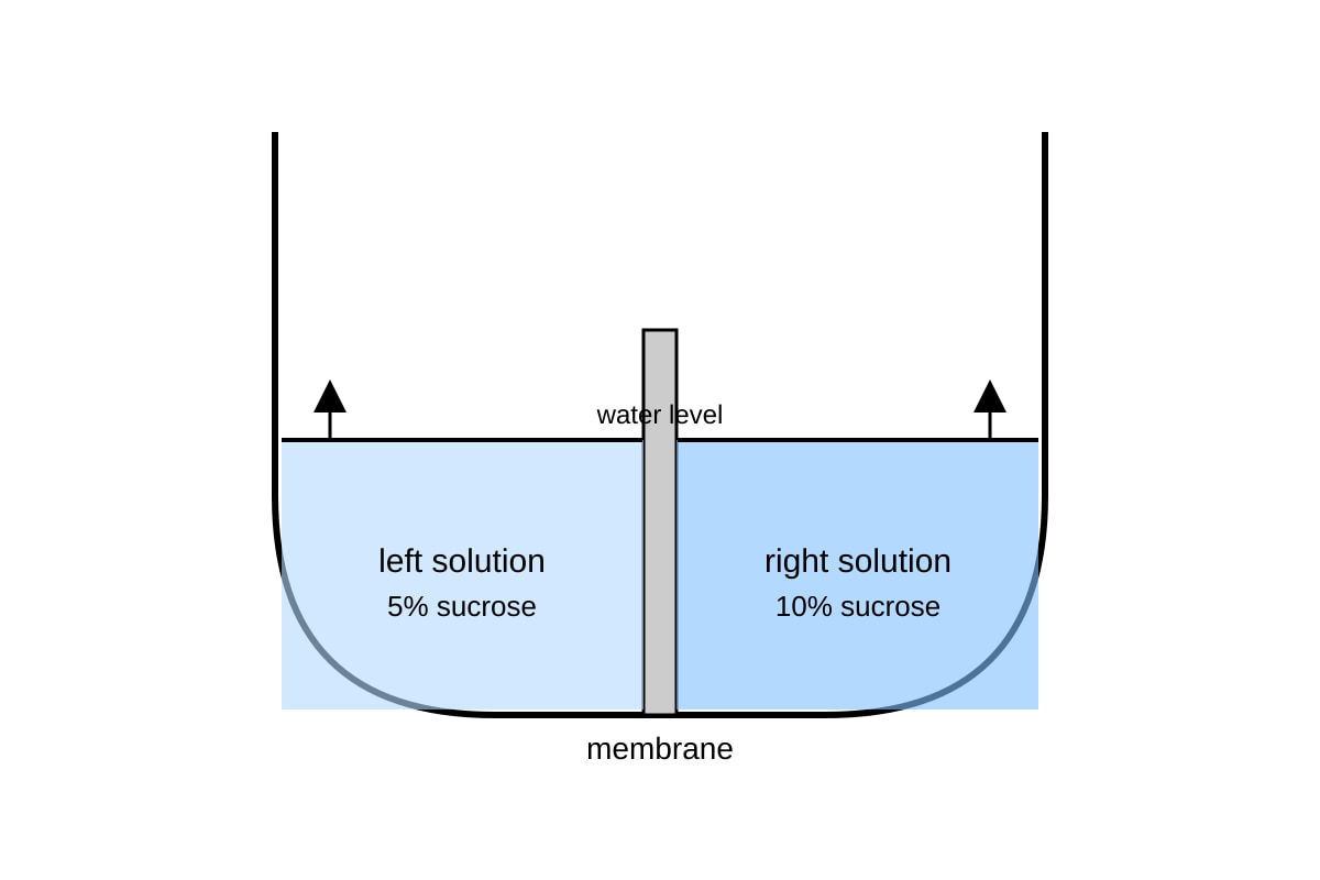 Diagram for Q13 (OLEVEL Biology)