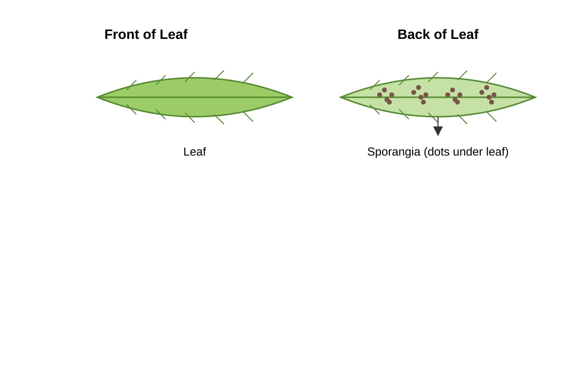 Diagram for Q14 (P6 Science)
