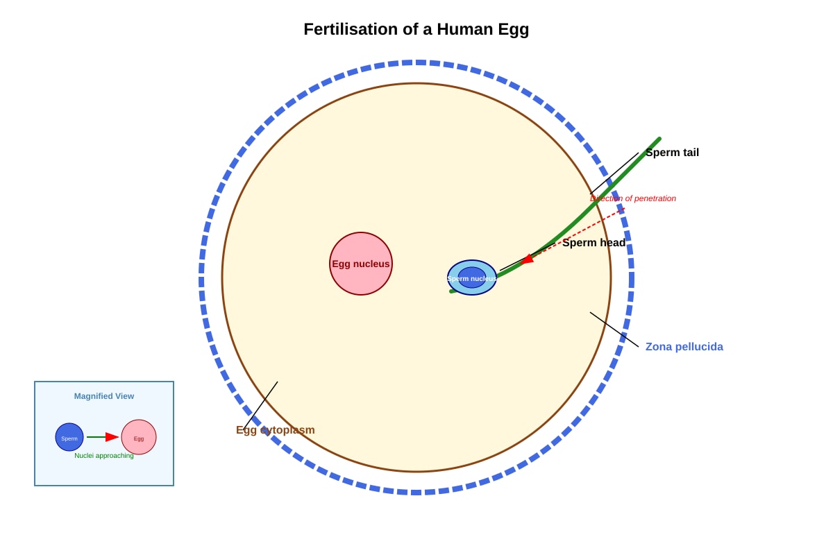 Diagram for Q24 (P5 Science)