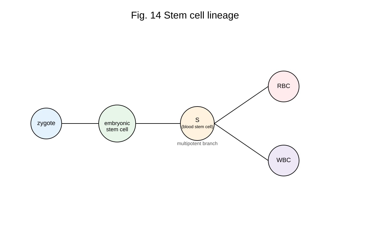 Diagram for Q14 (ALEVEL Biology H1)