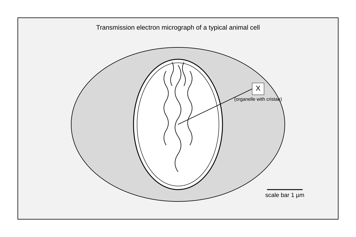 Figure for Q2 (ALEVEL Biology H1)