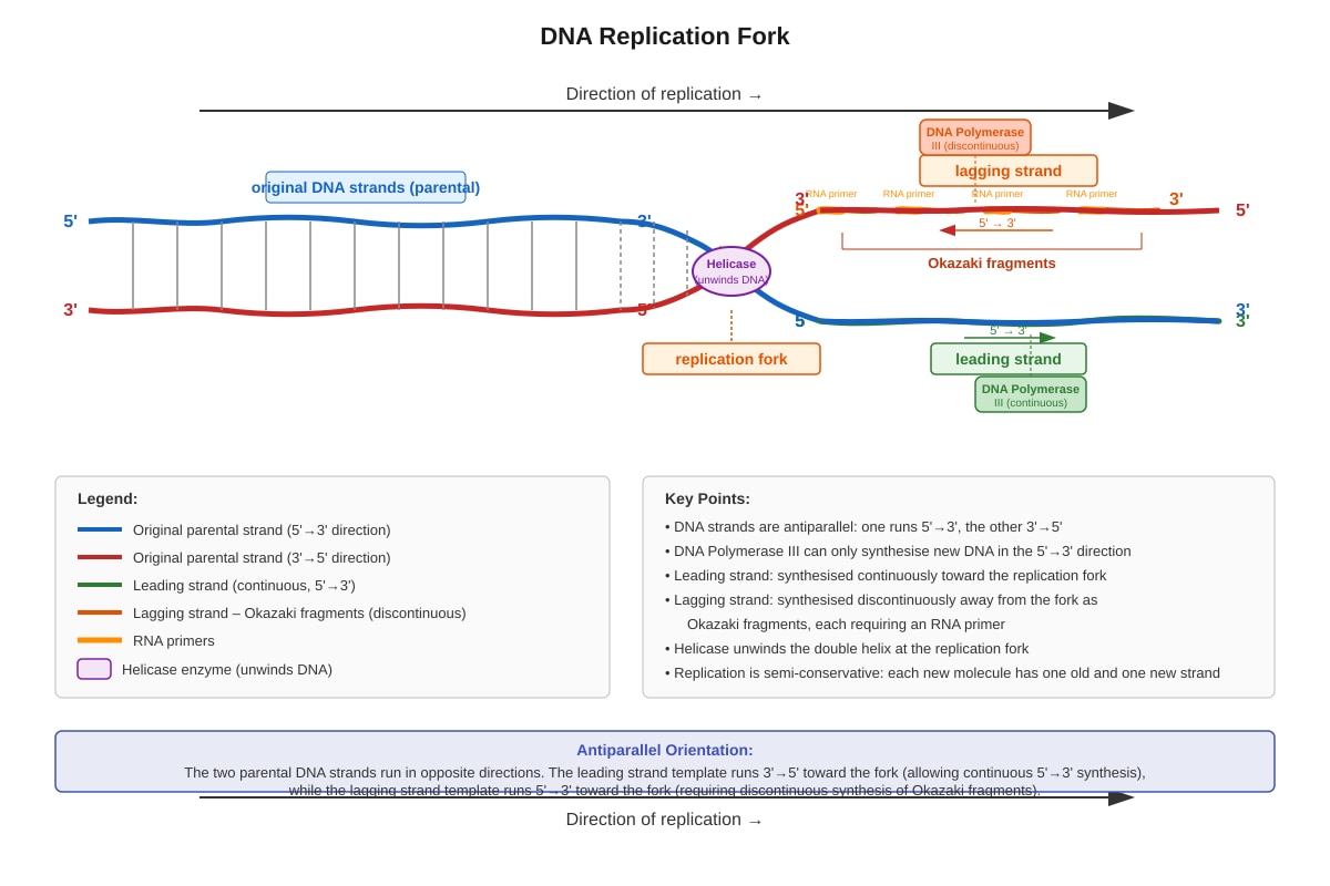 Diagram for Q15 (SEC3 Biology)