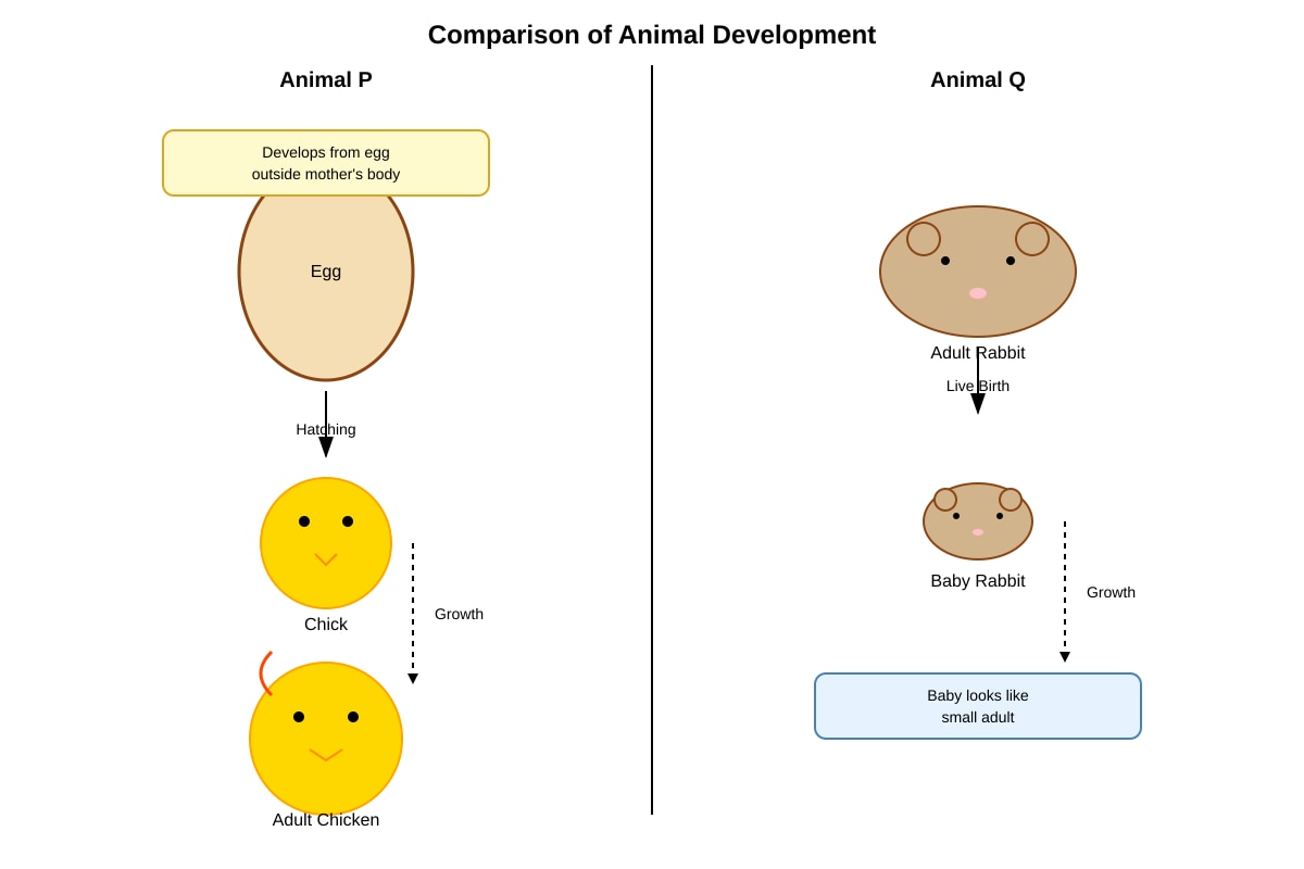 Diagram for Q17 (P4 Science)