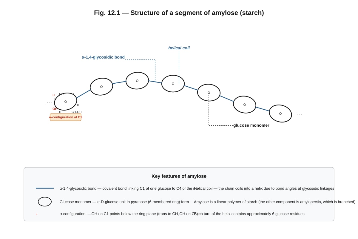 Diagram for Q12 (ALEVEL Biology H2)