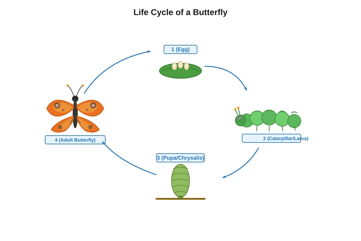 Diagram for Q31 (P4 Science)