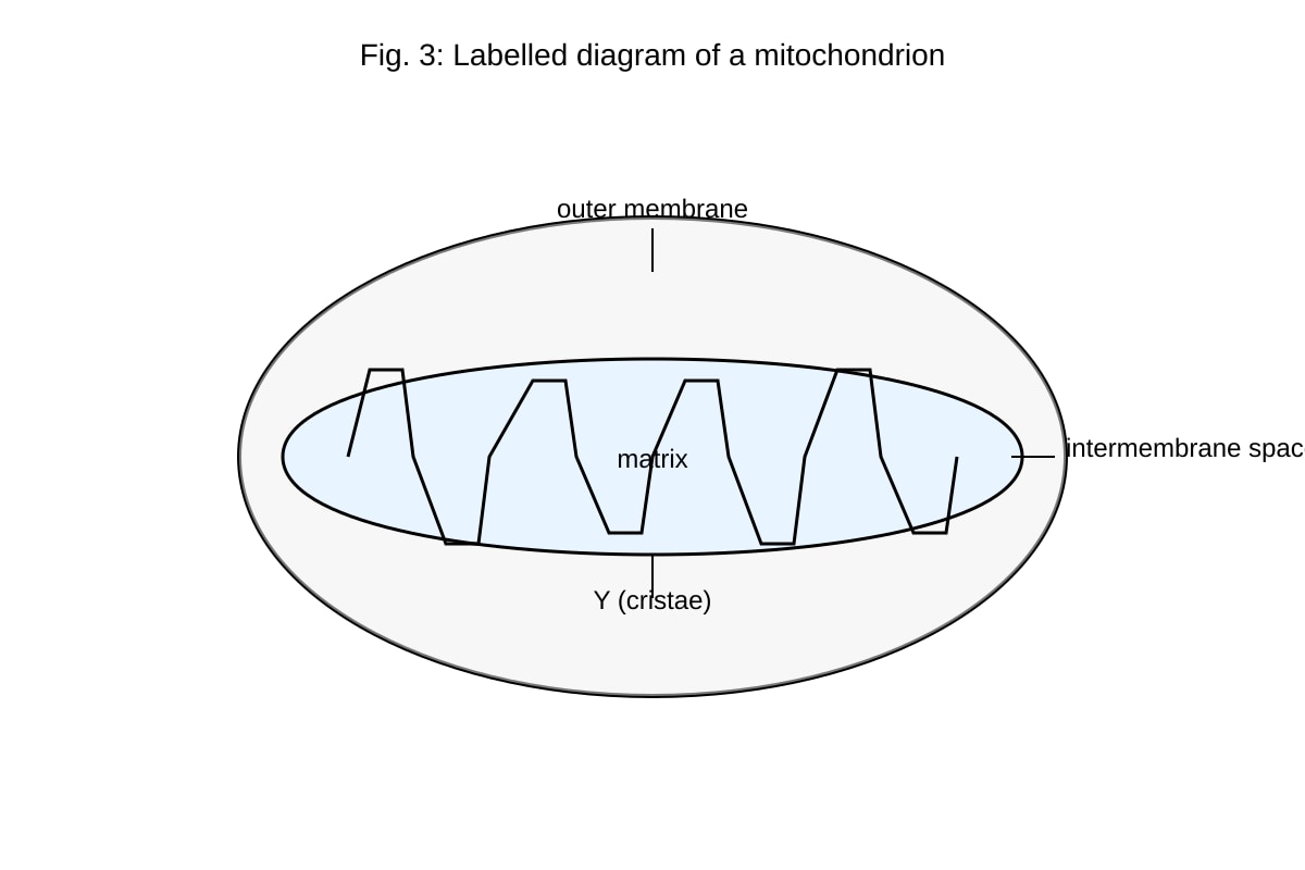 Diagram for Q4 (ALEVEL Biology H1)