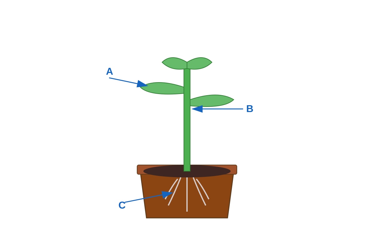 Diagram for Q5 (P4 Science)