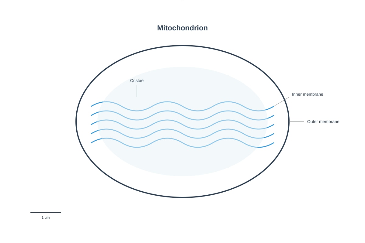 Diagram for placeholder 1 (OLEVEL Biology)