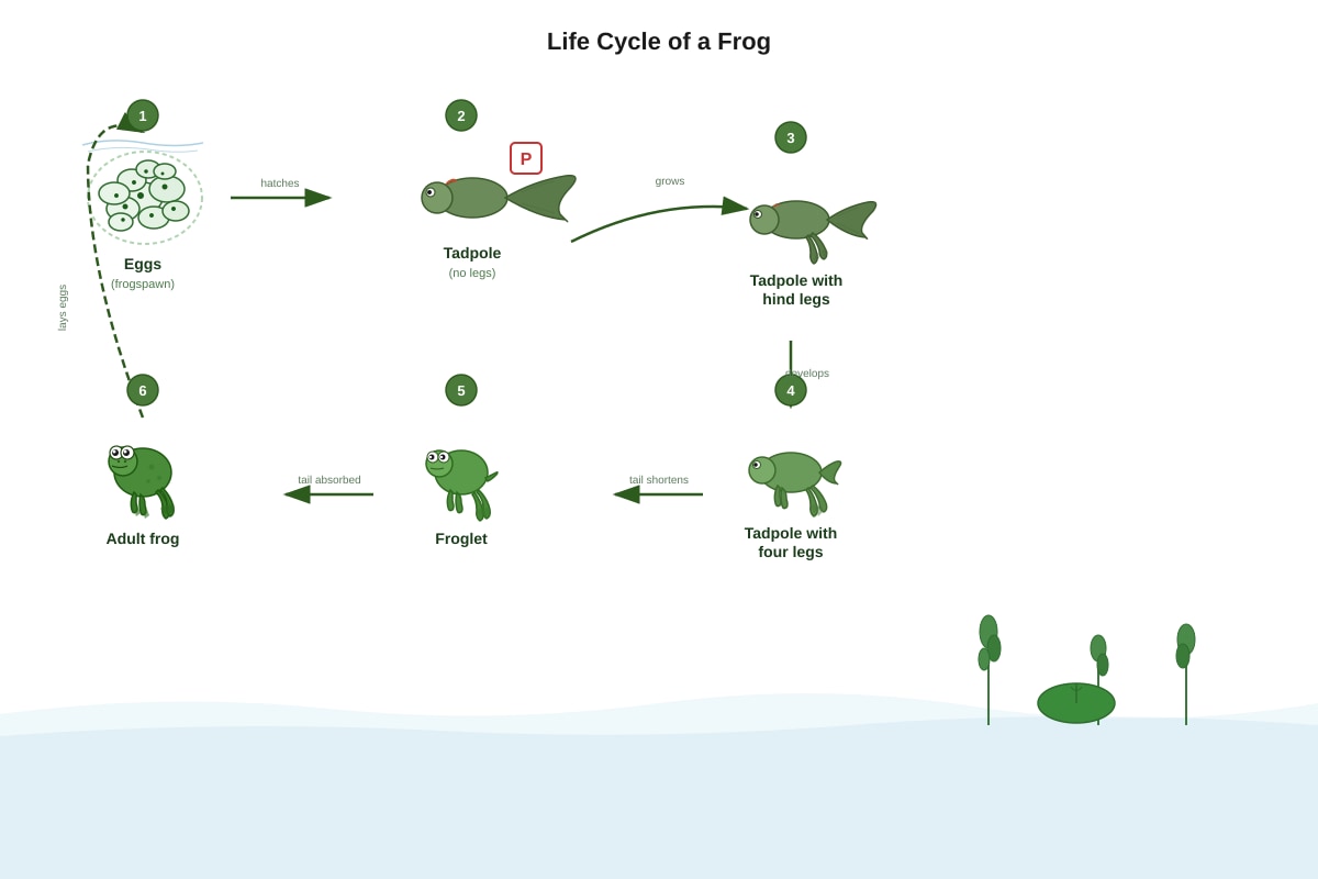 Diagram for Q18 (P4 Science)