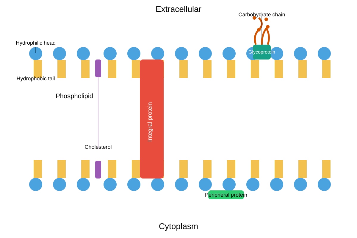 Diagram for Q10 (ALEVEL Biology H2)