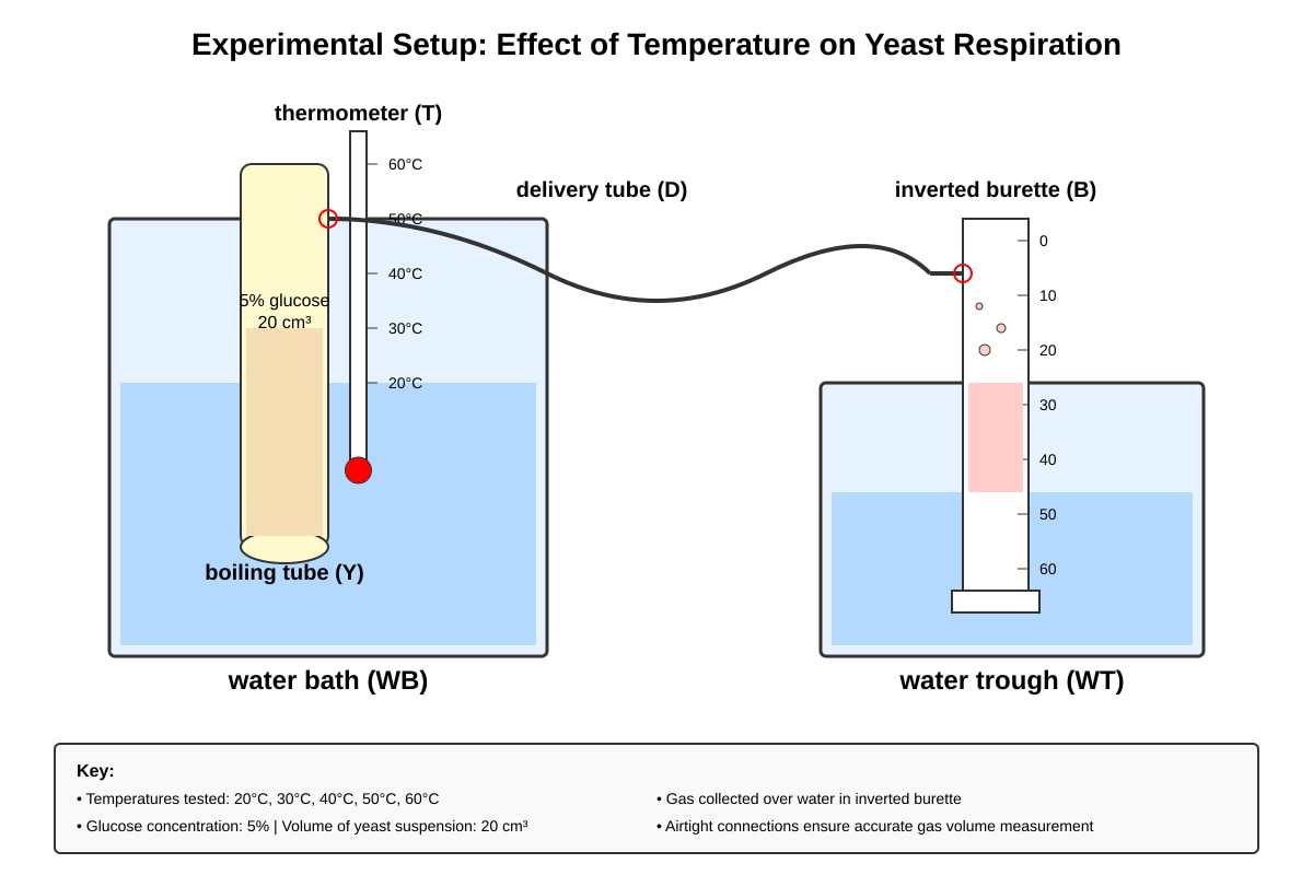 Experimental Setup for Q7 (SEC3 Biology)