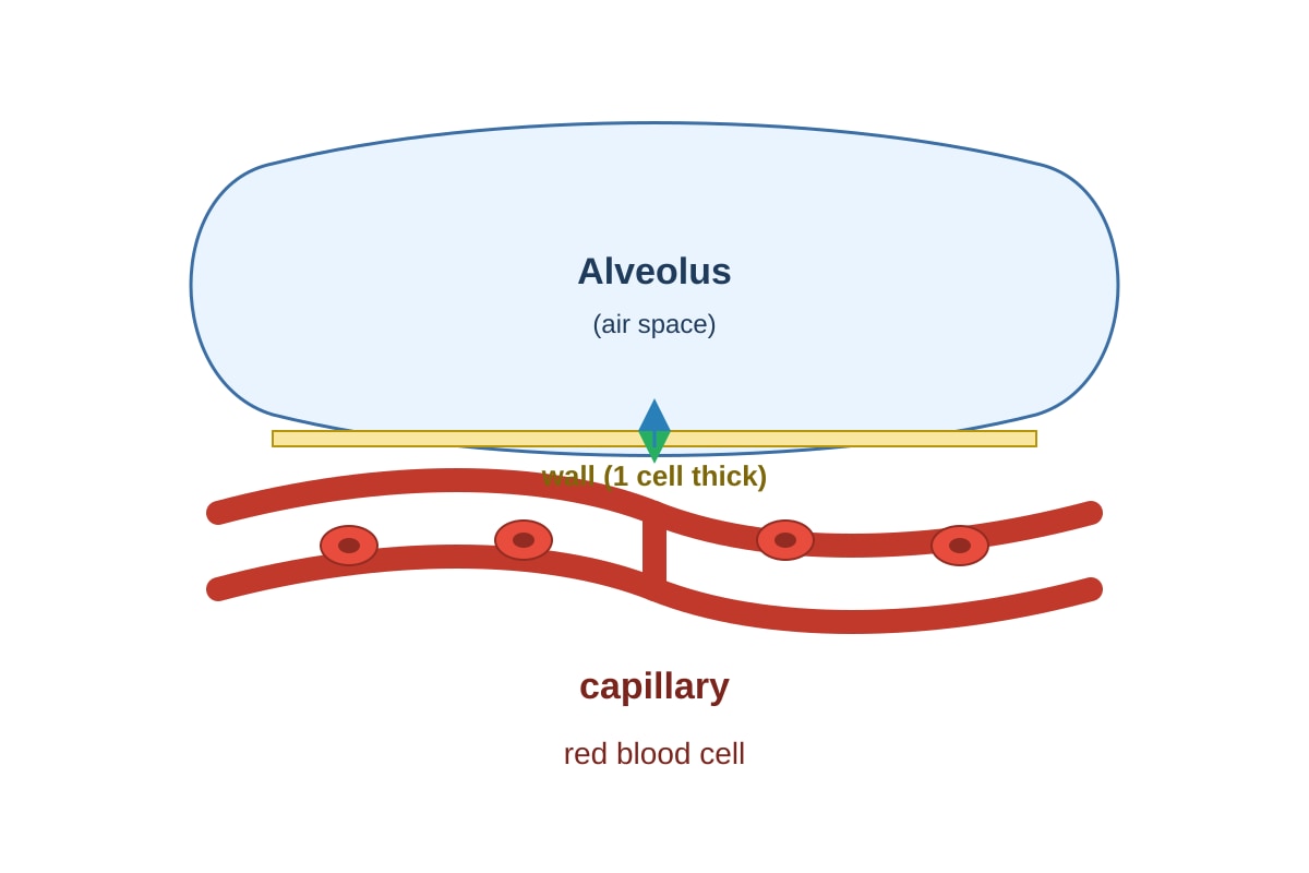 Diagram for Q19 (SEC3 Biology)
