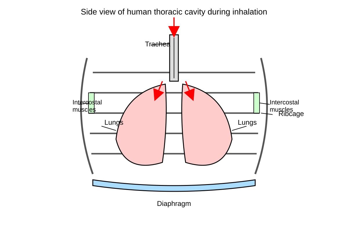 Diagram for Q19 (SEC4 Pure Biology)