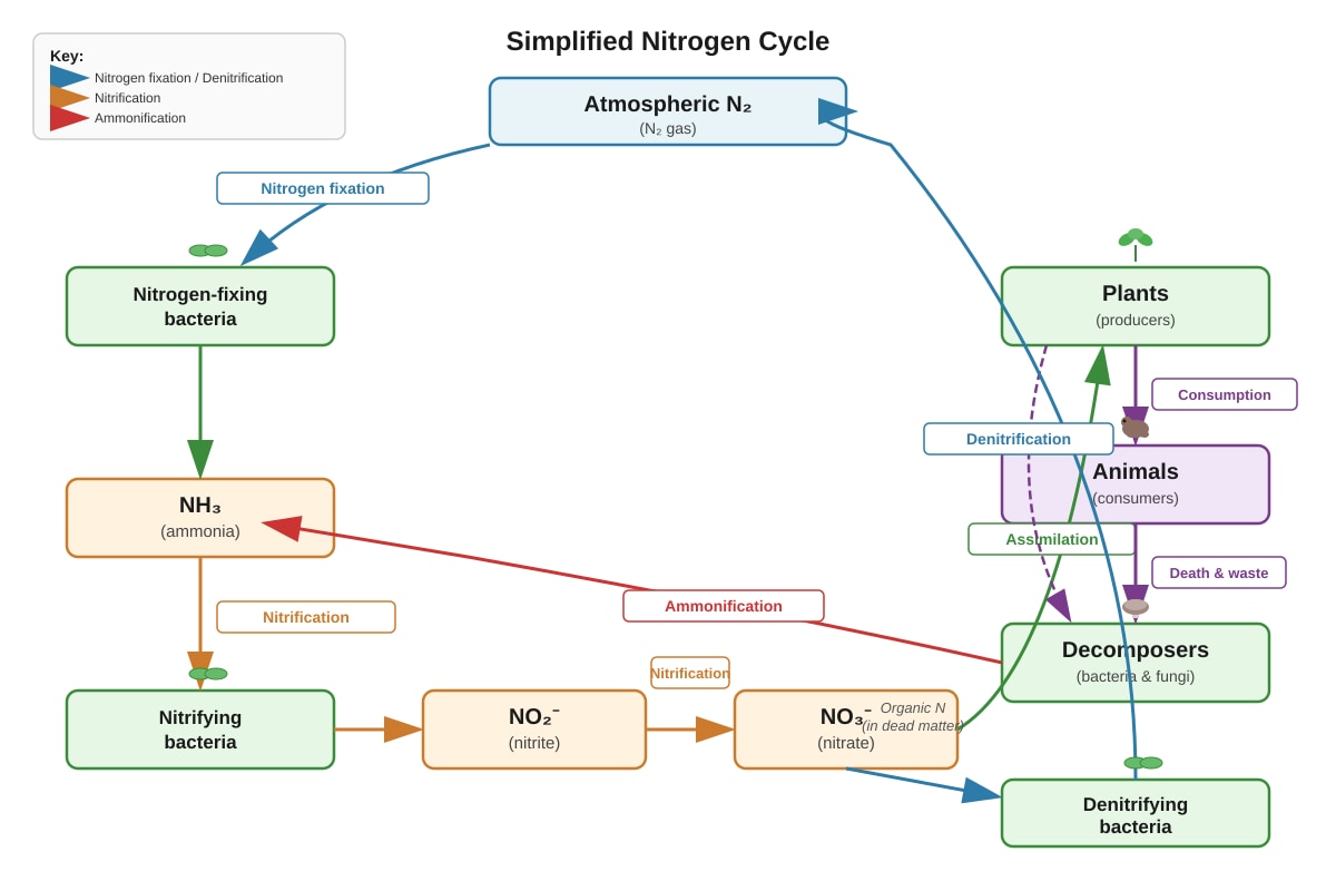 Diagram for Q15 (ALEVEL Biology H3)