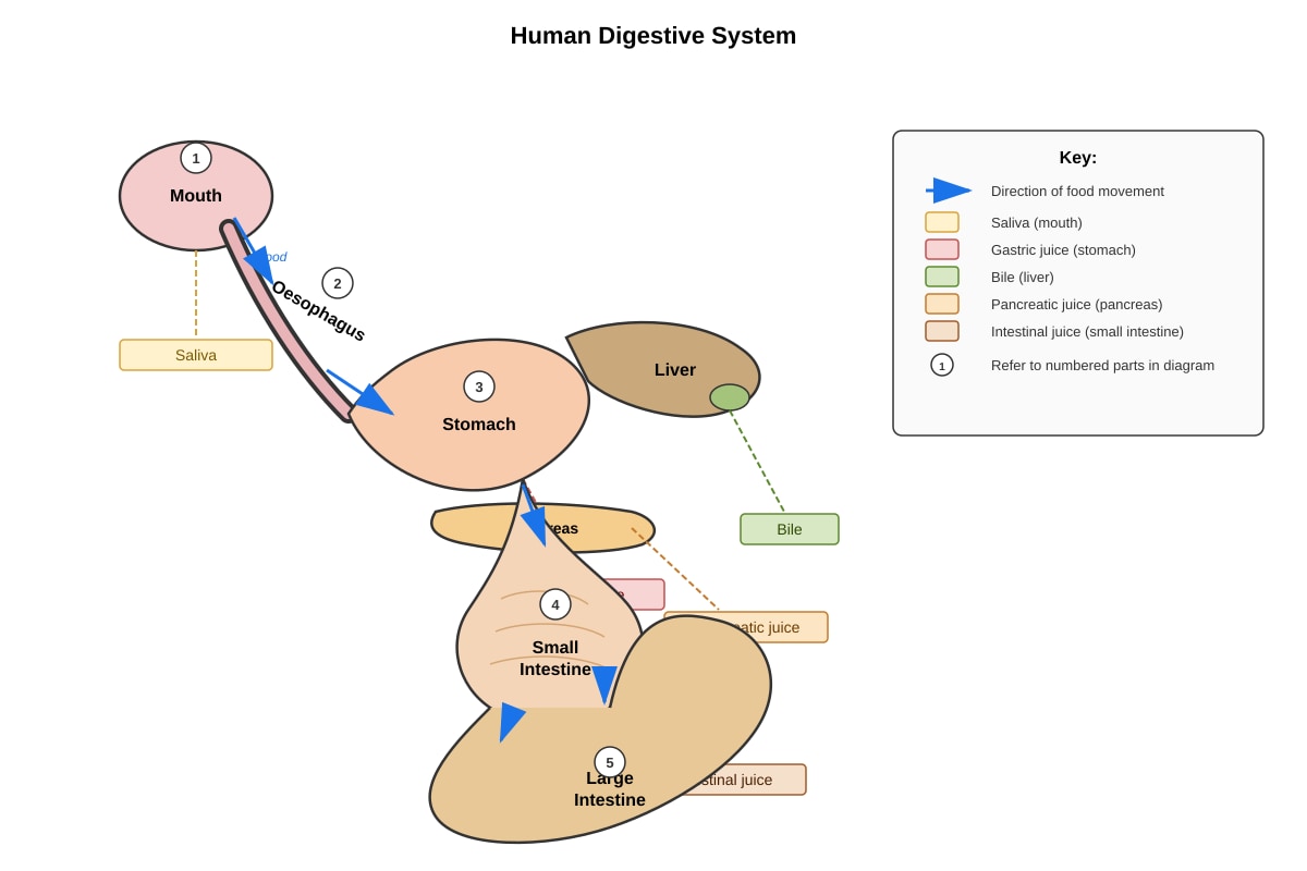 Diagram for Q37 (P4 Science)