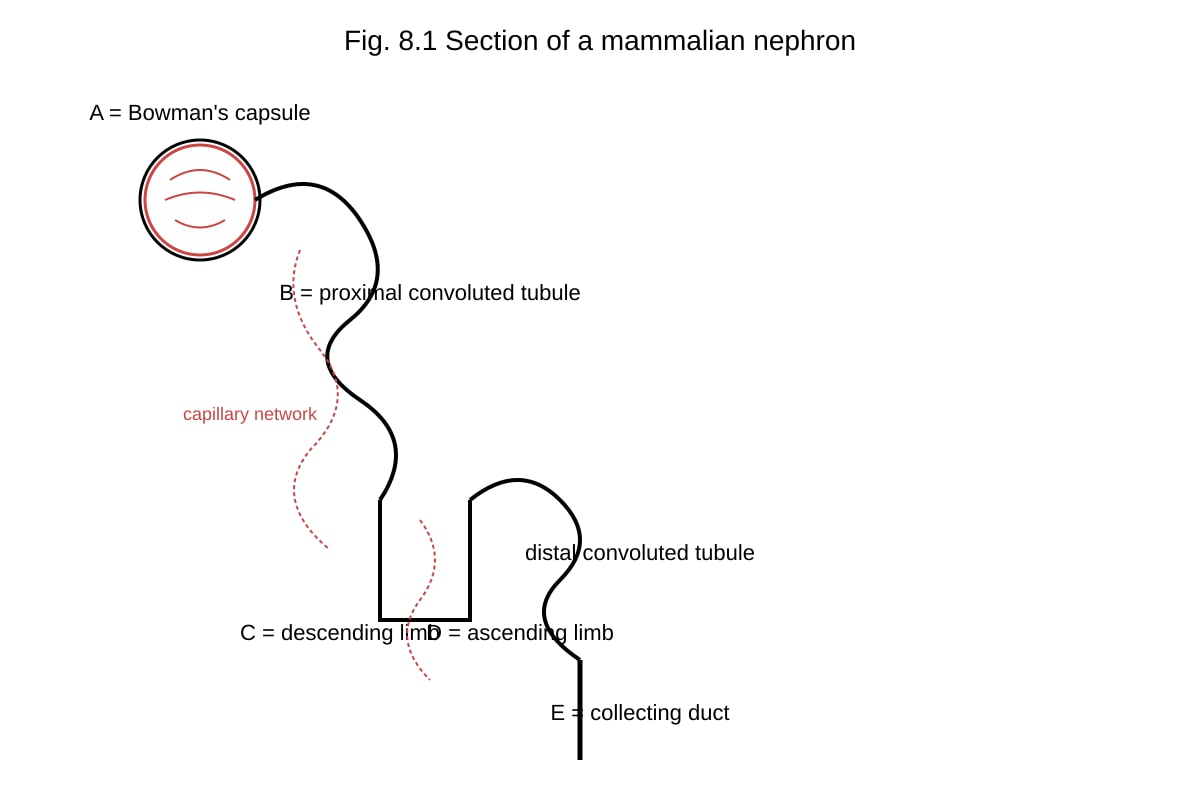 Diagram for Q8 (ALEVEL Biology H2)