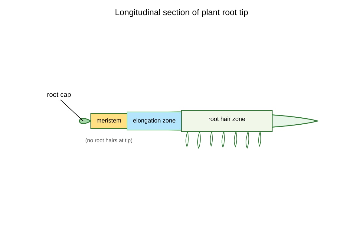 Diagram for Q17 (OLEVEL Biology)