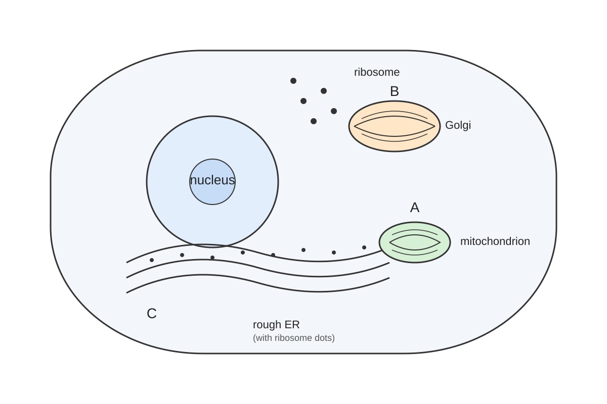 Diagram for Q12 (ALEVEL Biology H2)
