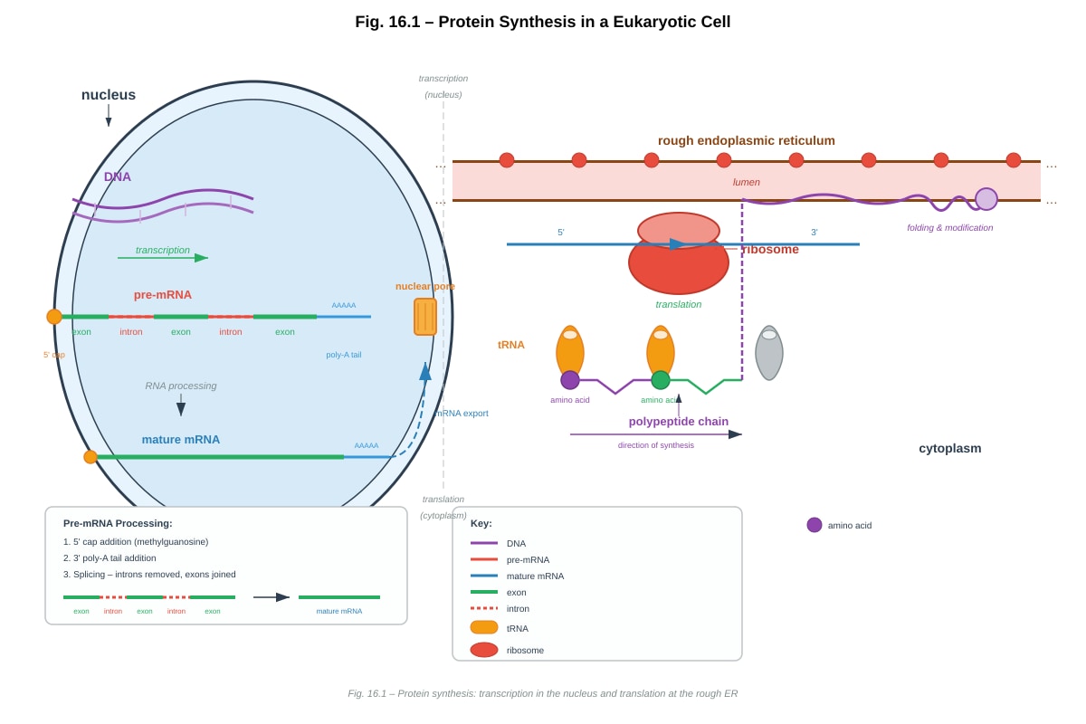 Diagram for Q16 (ALEVEL Biology H2)