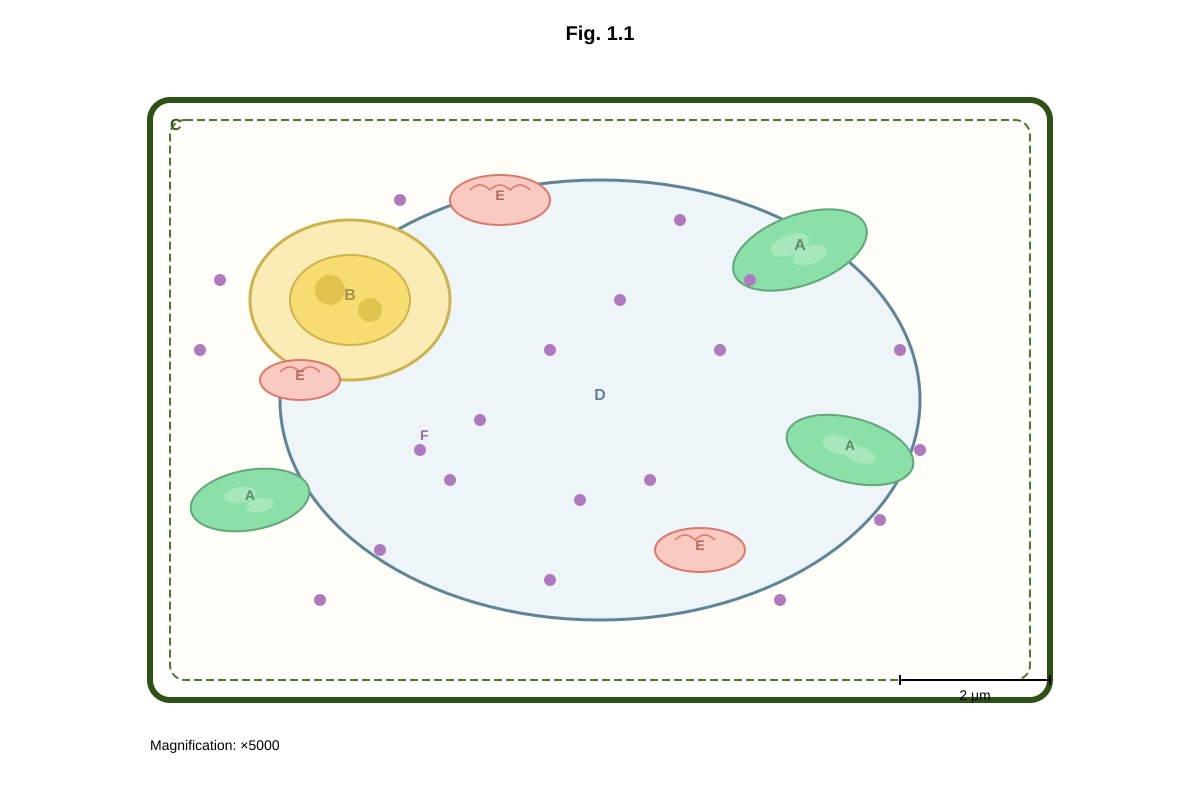 Diagram for placeholder 1 (SEC4 Pure Biology)