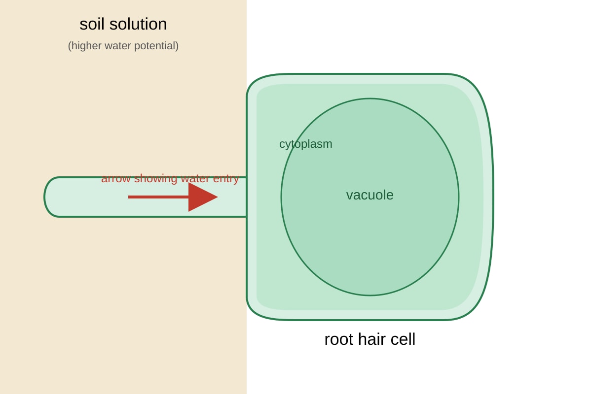 Diagram for Q19 (SEC4 Pure Biology)