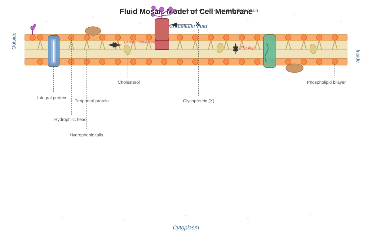 Diagram for placeholder 1 (ALEVEL Biology H3)