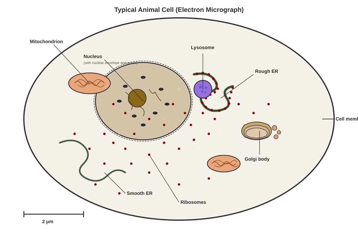 Diagram for Q11 (SEC3 Biology)