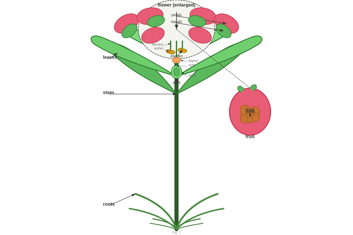 Diagram for Q1 (P5 Science)