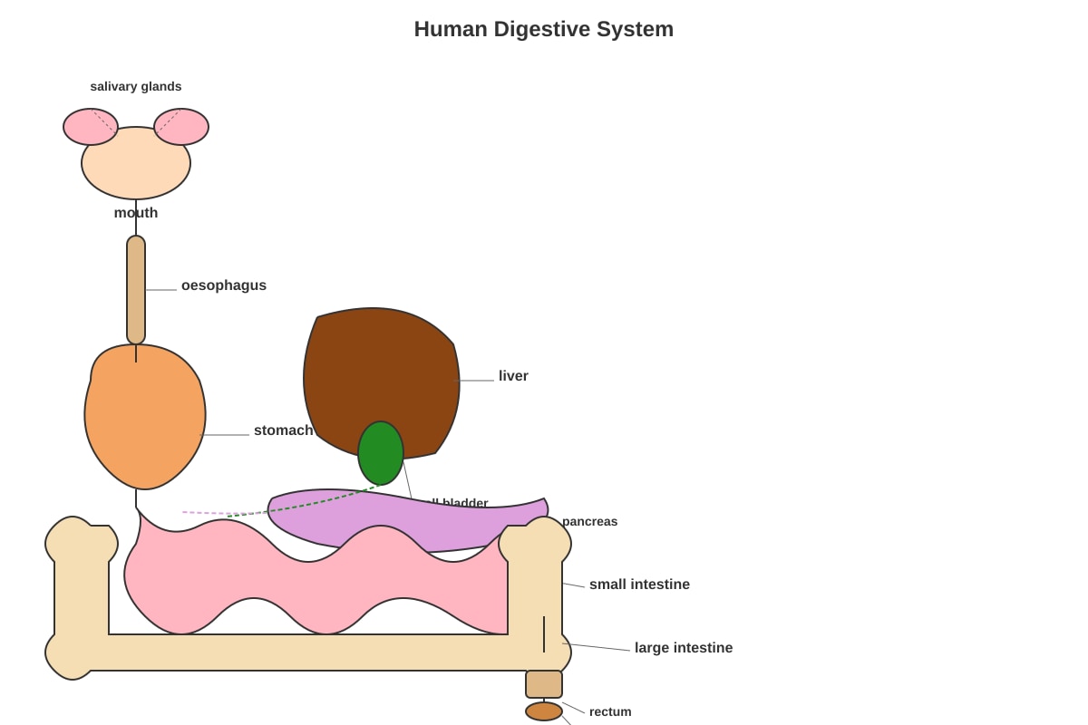 Diagram for Q40 (P6 Science)