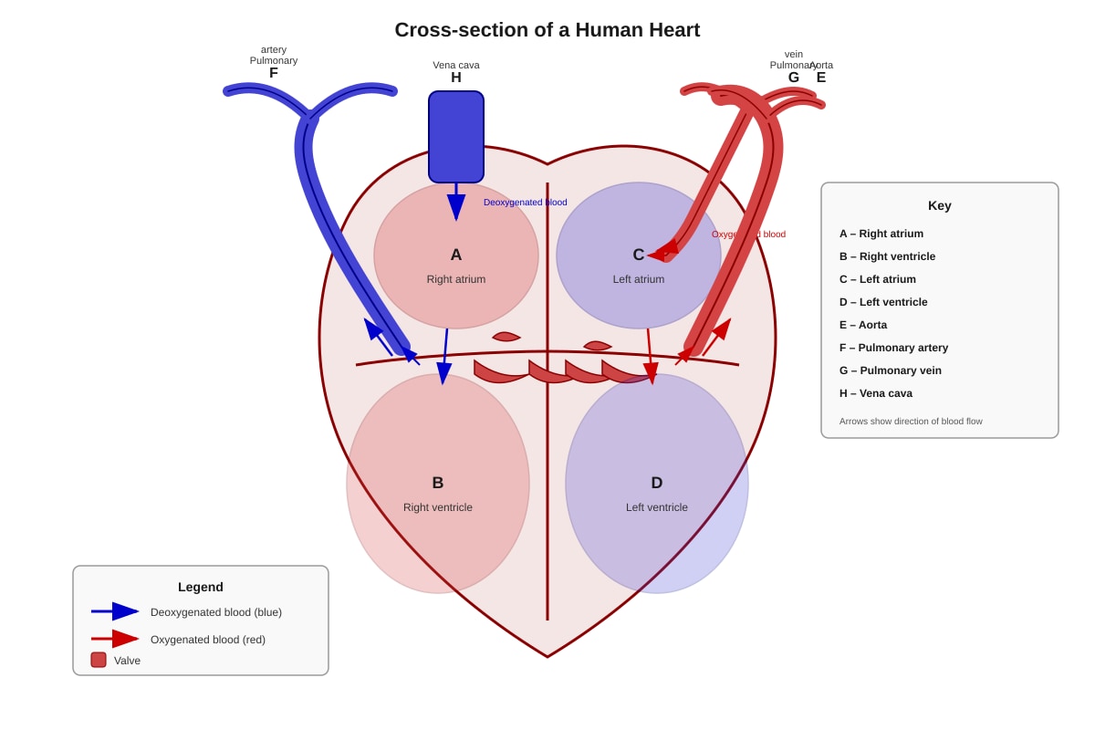 Diagram for Q3 (P5 Science)