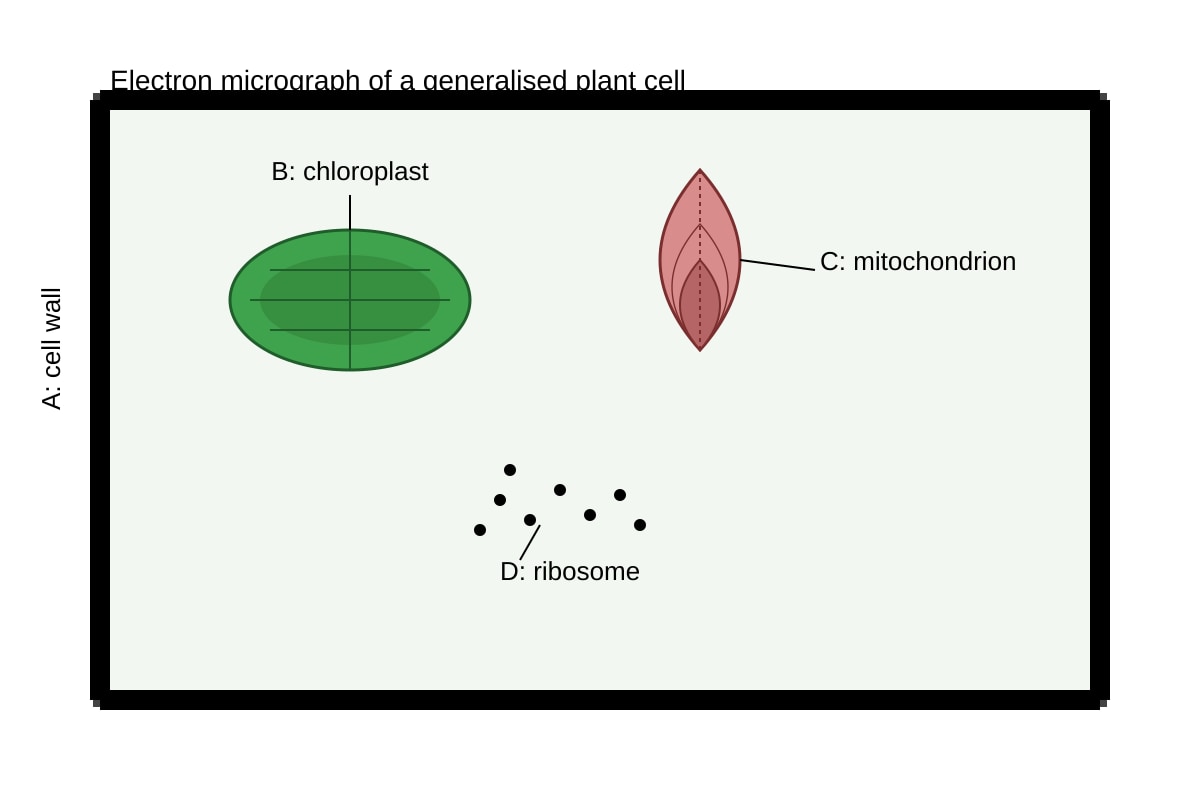Diagram for Q11 (SEC4 Pure Biology)