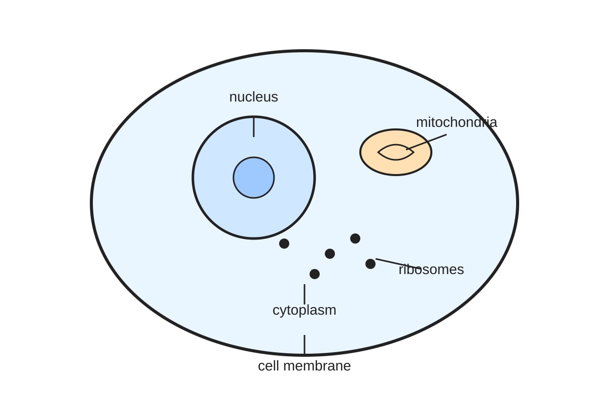 Diagram for Q17 (SEC3 Biology)