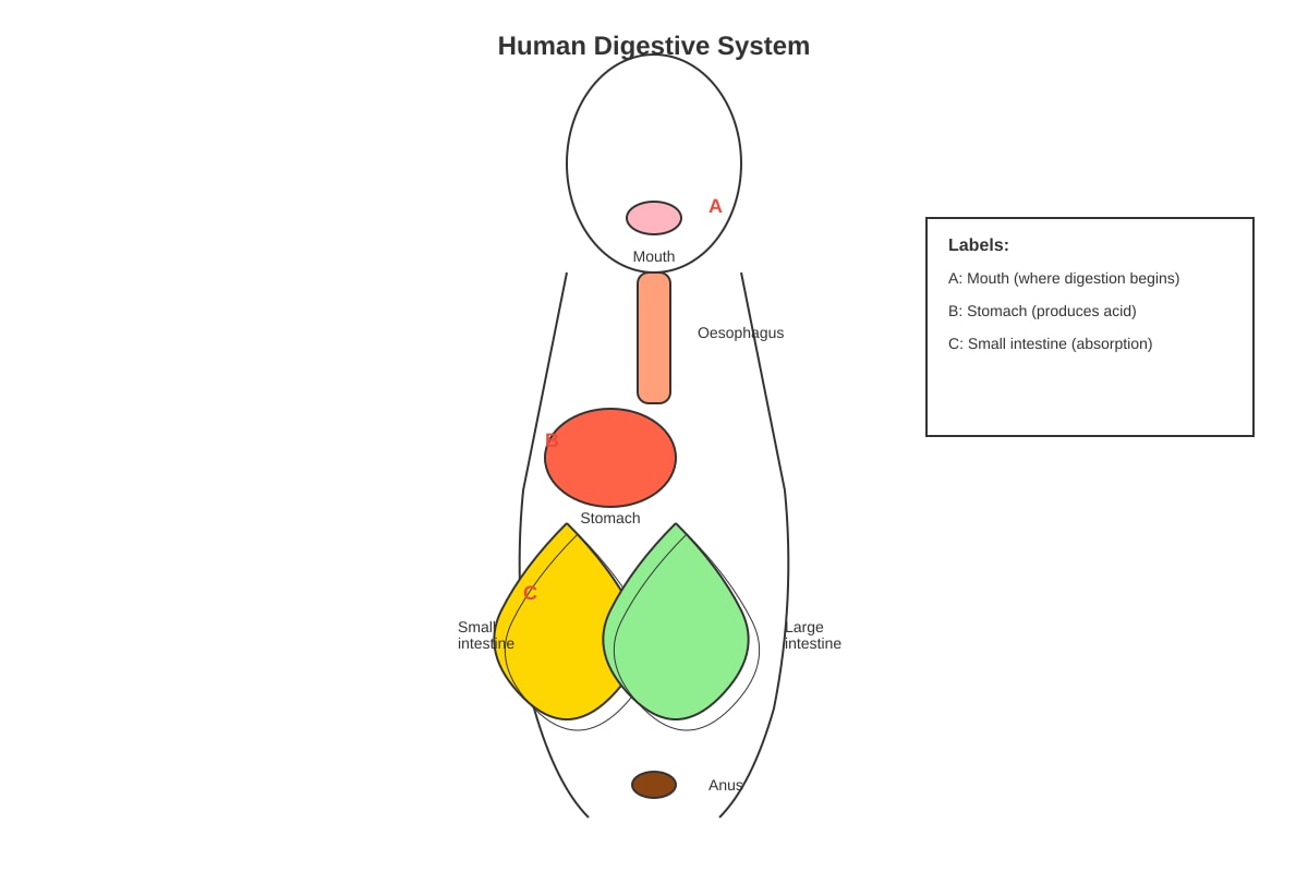 Diagram for Q18 (P5 Science)