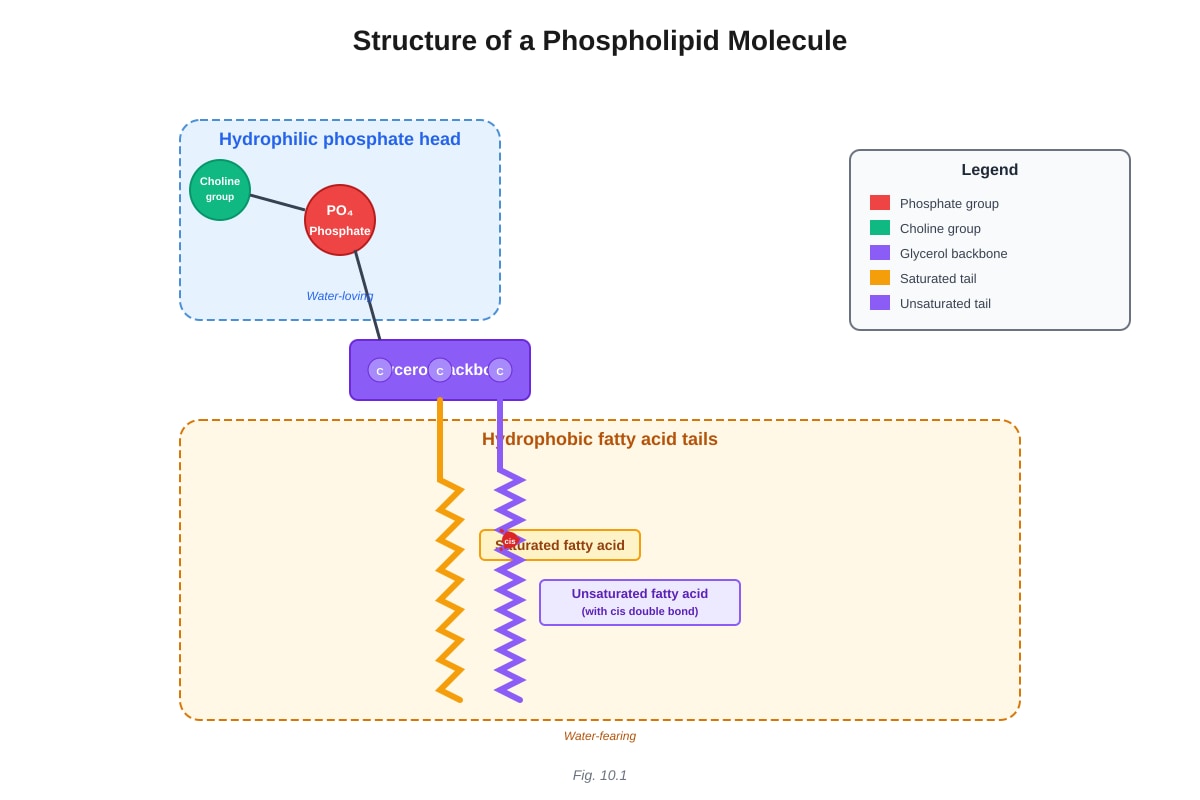 Diagram for Q10 (ALEVEL Biology H1)
