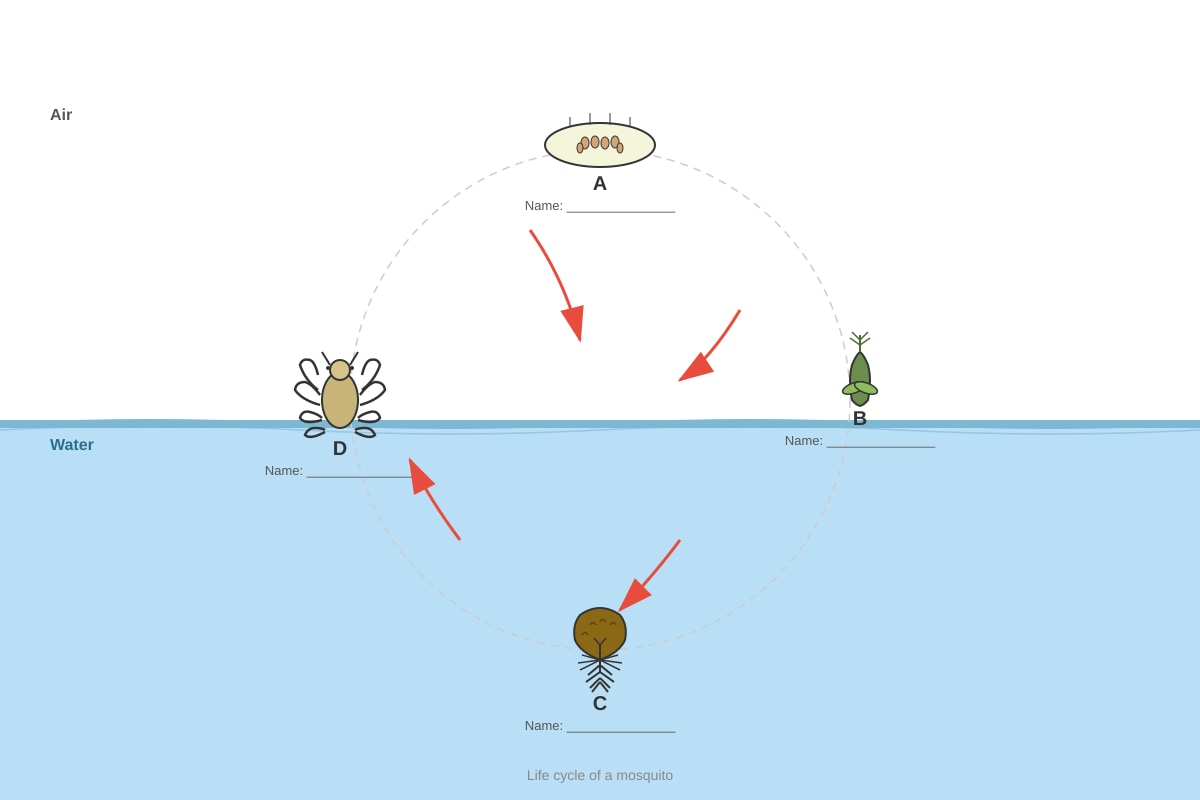 Diagram for Q12 (P4 Science)