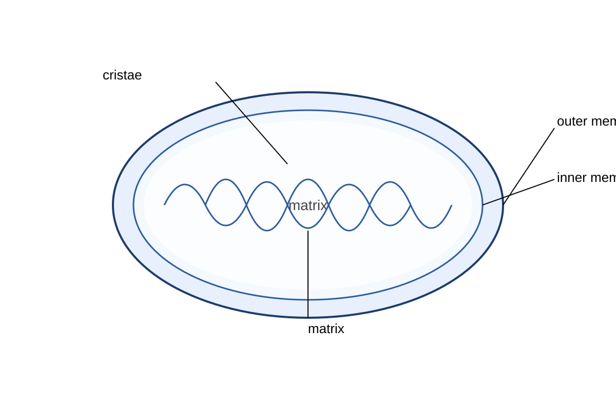 Diagram for Q21 (OLEVEL Biology)