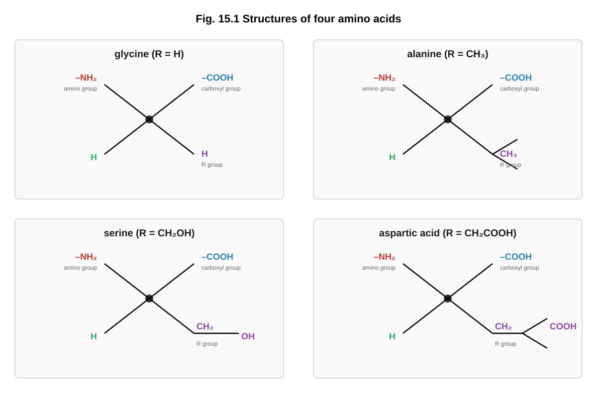 Diagram for Q15 (ALEVEL Biology H2)