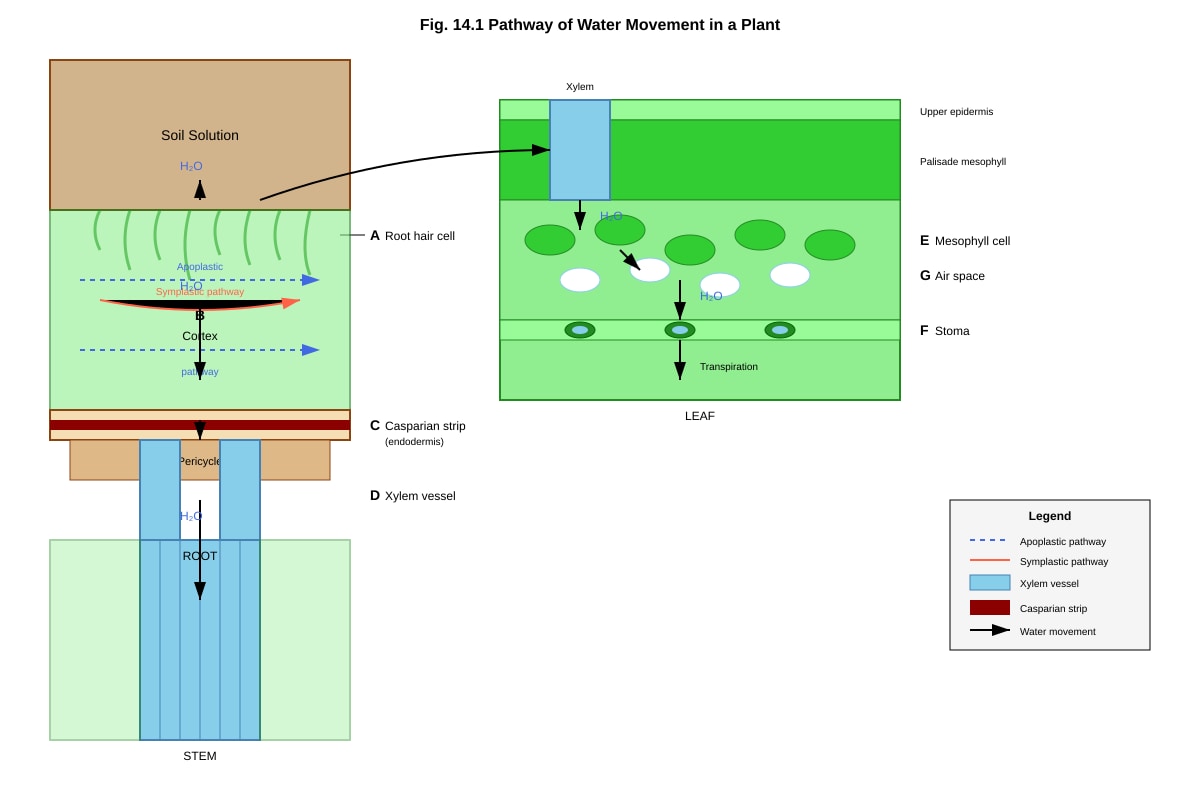 Diagram for Q14 (ALEVEL Biology H2)