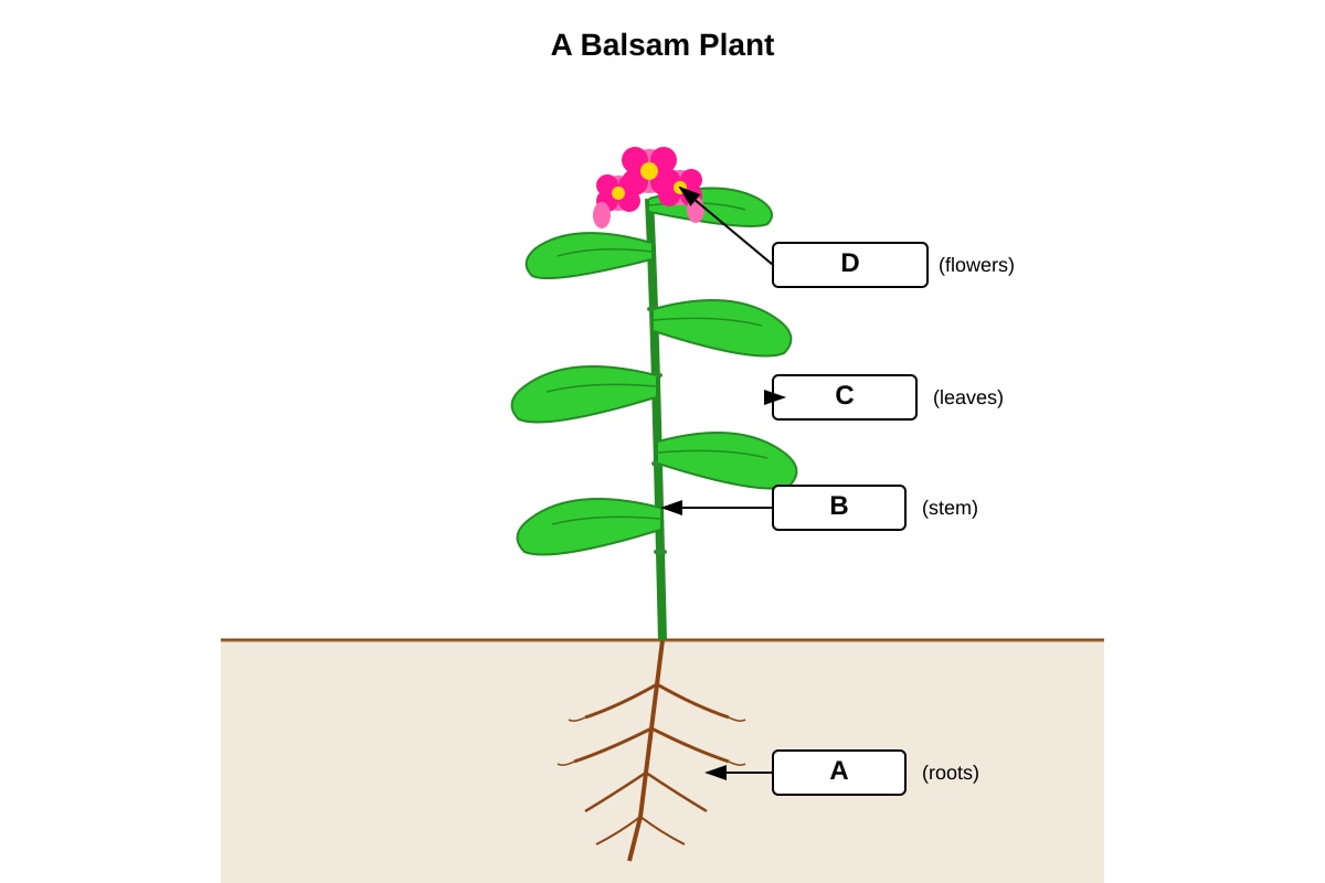 Diagram for Q29 (P4 Science)