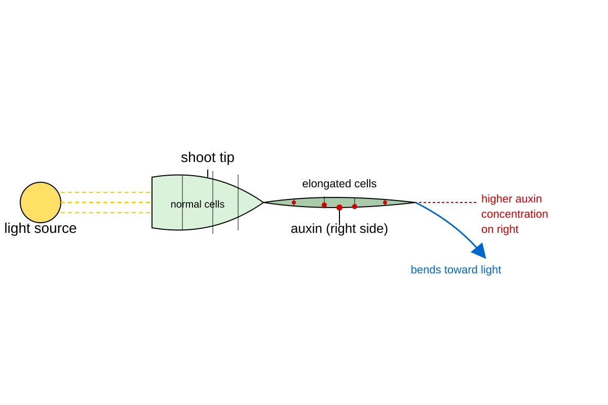 Diagram for Q16 (ALEVEL Biology H1)
