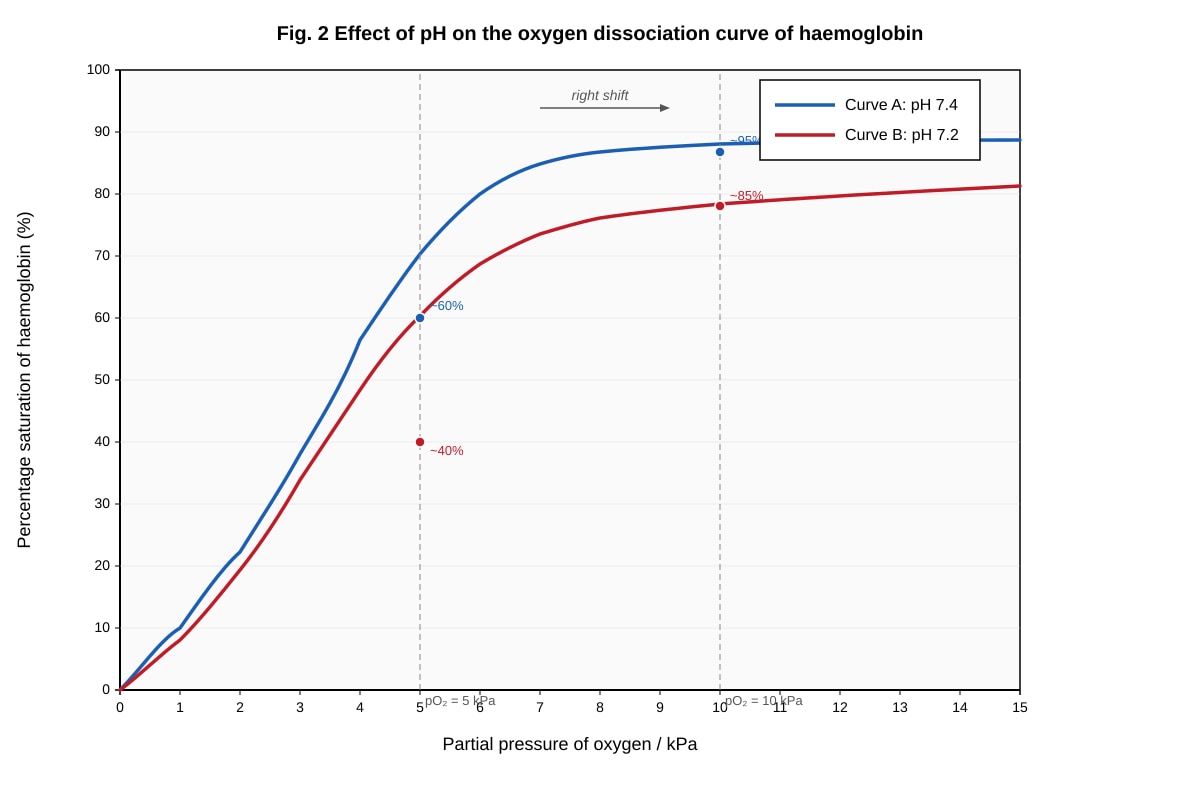 Graph for Q12 (ALEVEL Biology H1)