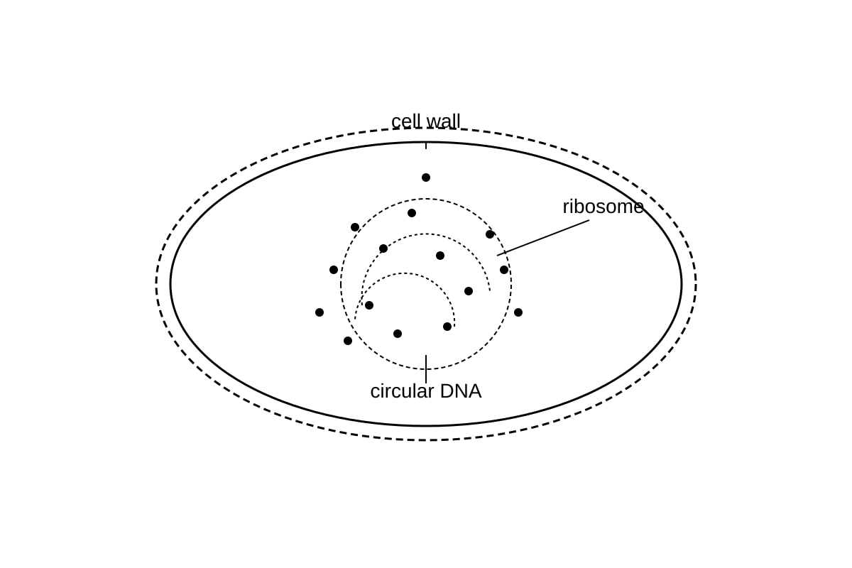 Source Image for Q12 (ALEVEL Biology H1)