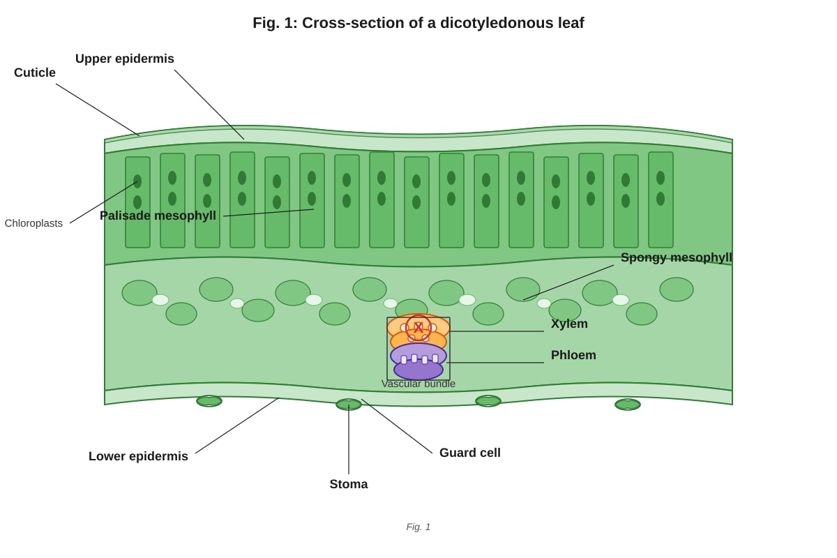 Diagram for Q6 (ALEVEL Biology H1)