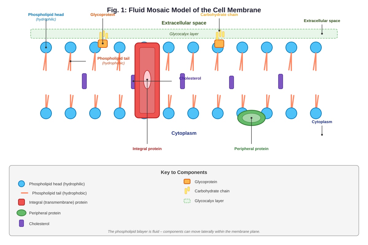 Diagram for Q4 (ALEVEL Biology H1)